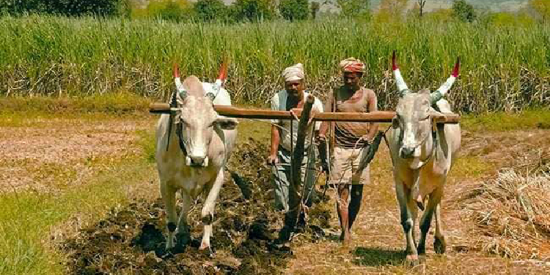 indian farmer