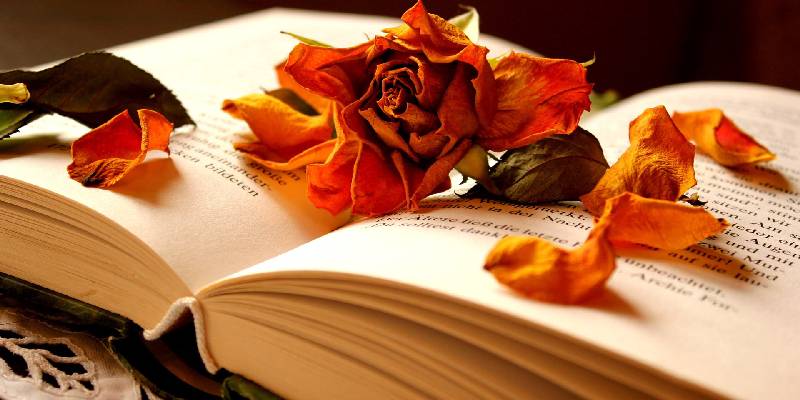 rose with book